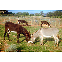 Eseltjiesrus Donkey Sanctuary image